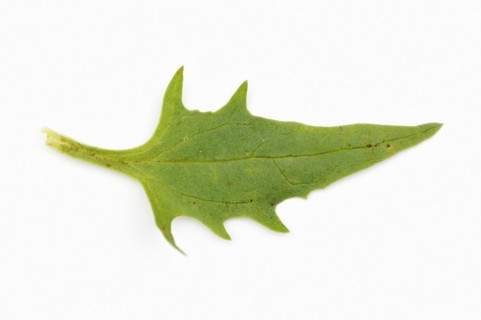 Strawberry spinach (Chenopodium foliosum, Blitum virgatum), leaf on white background, vegetable and