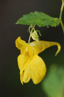 Greater balsam (Impatiens noli-tangere), flowering, North Rhine-Westphalia, Germany, Europe