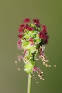Salad burnet (Sanguisorba minor), inflorescence, North Rhine-Westphalia, Germany, Europe