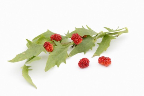 Strawberry spinach (Chenopodium foliosum, Blitum virgatum), leaves and fruits on a white