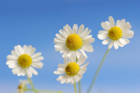 Chamomile (Matricaria recutita, Matricaria chamomilla), flowers, medicinal plant, North