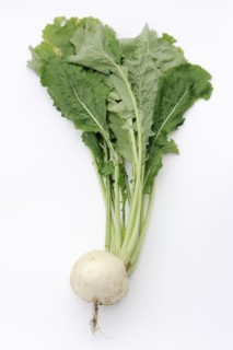 Turnip or navette (Brassica rapa ssp. rapa var. majalis), root and leaves on white background,