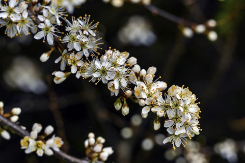 Flowering twig, blackthorn (Prunus spinosa), also blackthorn, Allgaeu, Swabia, Bavaria, Germany,