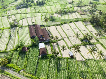 Cultivation of pak choi in Sidemen, Amed, Karangasem, Bali, Indonesia, Asia