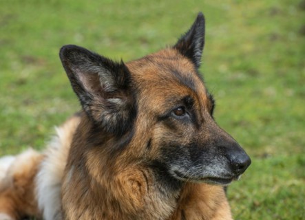 Portrait of an old German shepherd dog, female, on a lawn in Ystad, Scania, Sweden, Scandinavia,