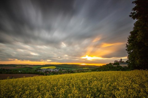 Landscape at sunrise. Beautiful morning landscape with fresh yellow rape fields in spring. Small