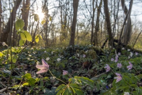 Pink wood anemone or sylvie (Anemone nemorosa) in the forest in spring. Bas-Rhin, Alsace, Grand