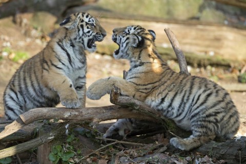Two young tigers showing their paws while playing on a tree trunk, Siberian tiger, Amur tiger,