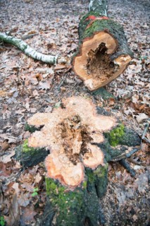 Deadwood structure hollow tree in deciduous forest, freshly felled hollow birch lying in the