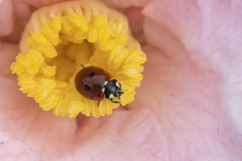 Seven-spot ladybird (Coccinella septempunctata) adult on a garden Camellia flower in spring,