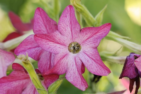 Ornamental tobacco (Nicotiana alata), flower, native to South America, ornamental plant, North