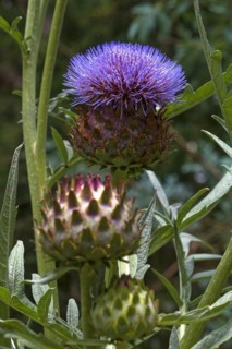 Artichoke flower (Cynara cardunculus) in the Parc Floral et Tropical de la Court d'Aron, Saint Cyr