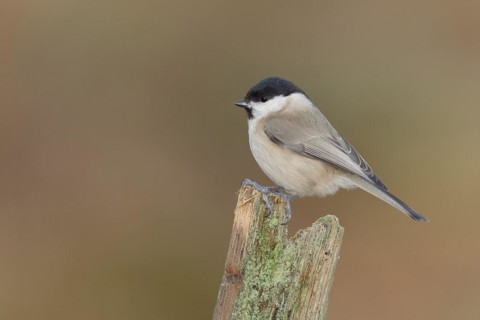 Marsh tit (Parus palustris) on a lichen-covered tree stump, Wilnsdorf, North Rhine-Westphalia,