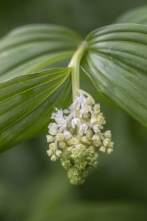 False Solomon's seal (Smilacina racemosa), Emsland, Lower Saxony, Germany, Europe