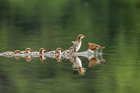 Common mergansers (mergus merganser), female swimming and carrying babies on her back, La Mauricie