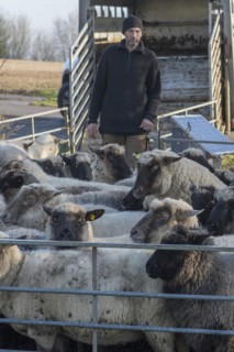 Sealed black-headed domestic sheep (Ovis gmelini aries) in the pen, behind the shepherd in front of