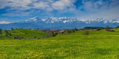 Common dandelion (Taraxacum sect. Ruderalia) in spring, meadow near Rieden am Forggensee,