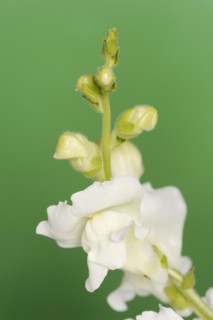 Large snapdragon or garden common snapdragon (Antirrhinum majus), flower, ornamental plant, North
