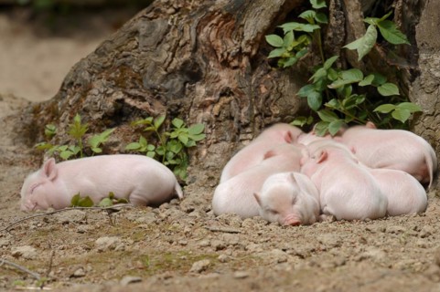 Goettingen minipig (Sus scrofa f. domestica), piglet, North Rhine-Westphalia, Germany, Europe