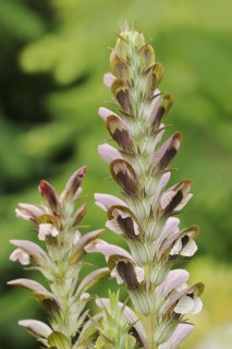 Balkan bear's paw (Acanthus hungaricus, Acanthus balcanicus), ornamental plant, North