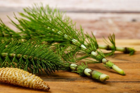 Fresh branches of the medicinal plant horsetail, Equisetum arvense, used for health care, freshly