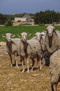 Flock of sheep in a field, Formentera, Pitiusas Islands, Balearic Community, Spain, Europe