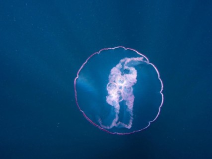 Common jellyfish (Aurelia aurita), dive site Amber Jack, Destin, Panhandle, Gulf of Mexico,