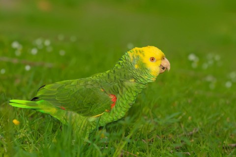 Yellow-headed Amazon (Amazona oratrix belizensis), running in a meadow, Rosensteinpark, Stuttgart,