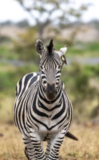 Plains zebra (Equus quagga) with several yellow-billed oxpecker (Buphagus africanus), African