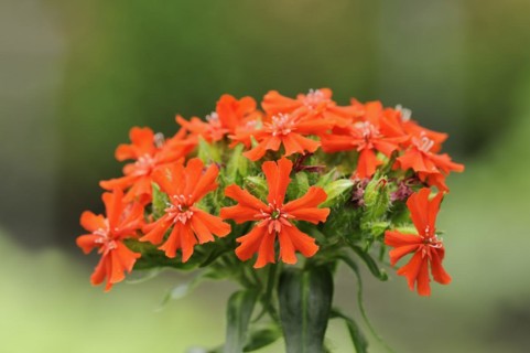 Burning love or scarlet campion (Lychnis chalcedonica, Silene chalcedonica), inflorescence,