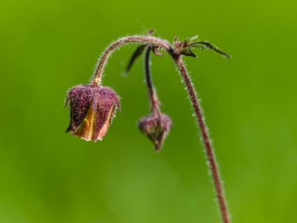 Water avens (Geum rivale), Piding, Berchtesgadener Land, Bavaria, Germany, Europe