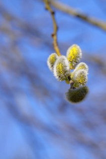 Flowering goat willow (Salix caprea), flower catkins with pollen on a branch, close-up, North