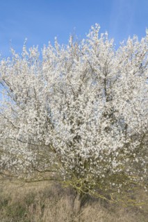 Blackthorn (Prunus spinosa) white flowering, Thuringia, Germany, Europe