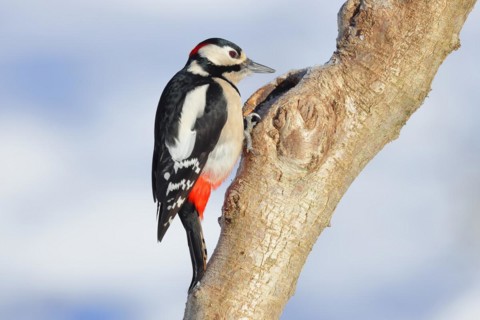 Great spotted woodpecker (Dendrocopos major) male sitting at a water pot in a tree trunk in search
