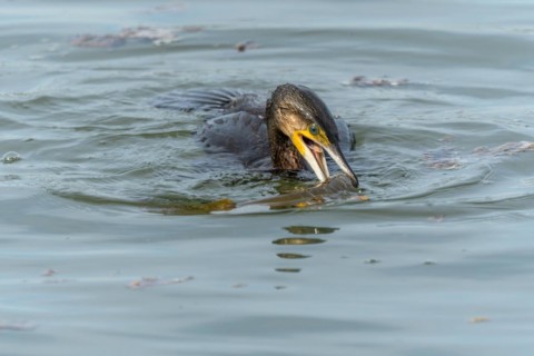 A large eel tries to escape from a large great cormorant (Phalacrocorax carbo)