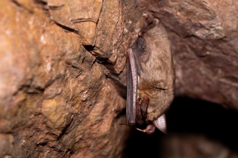 Greater mouse-eared bat (Myotis myotis), hibernating in a cave, North Rhine-Westphalia, Germany,