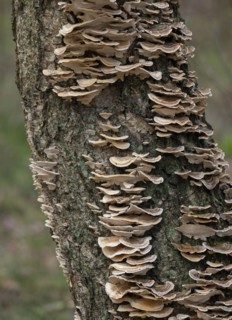 Butterfly tramete (Trametes versicolor), many fruiting bodies on a dead birch (Betula), Lower