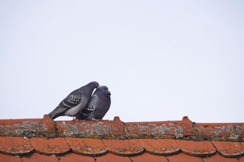 City pigeons, spring, Germany, Europe