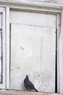 City pigeon, spring, Germany, Europe