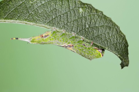 Sallow kitten moth (Furcula furcula), caterpillar feeding on a leaf, North Rhine-Westphalia,