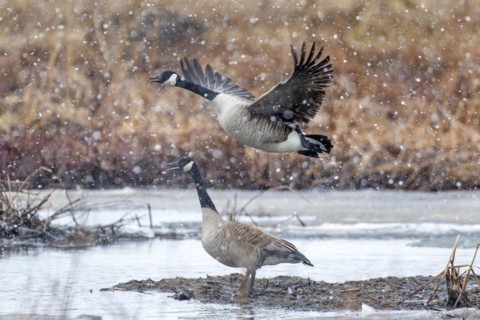 Canada geese (branta canadensis), pair taking off on a frozen marsh, Lac Saint-Pierre biosphere