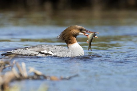 Common merganser (Mergus merganser) . female catching a fish, La Mauricie national park, province