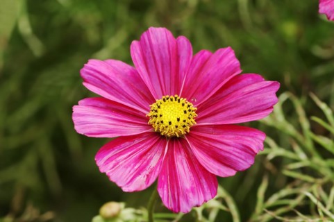 Cosmos bipinnatus (Cosmos bipinnatus), flower, ornamental plant, North Rhine-Westphalia, Germany,
