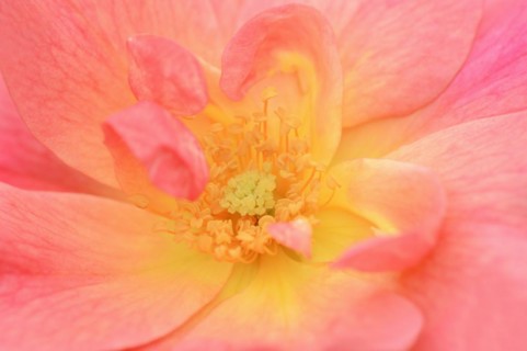 Garden rose or rose 'Rosenstadt Zweibruecken' (Rosa hybrida), detail of the flower, ornamental