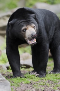 Malayan bear or sun bear (Helarctos malayanus, Ursus malayanus), captive, occurring in Southeast