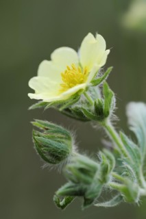 Tall cinquefoil or upright cinquefoil (Potentilla recta), flower, North Rhine-Westphalia, Germany,