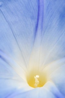 Three-colored morning glory (Ipomoea tricolor), detail of the flower, native to Mexico, ornamental