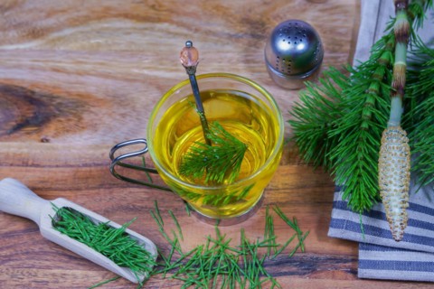 Infusion of horsetail Equisetum arvense, medicinal plant for health care with fresh branches just