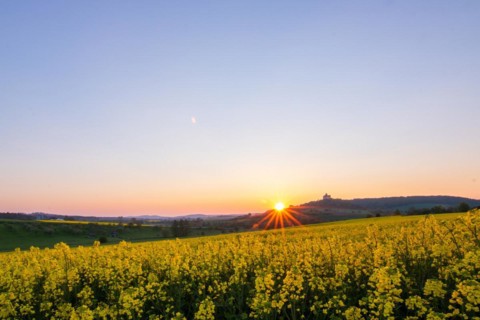 Landscape at sunrise. Beautiful morning landscape with fresh yellow rape fields in spring. Small