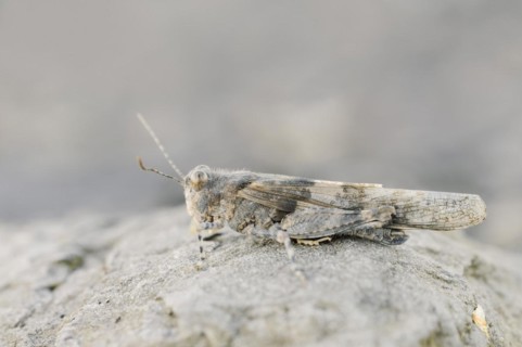 Blue winged grasshopper (Sphingonotus caerulans), North Rhine-Westphalia, Germany, Europe